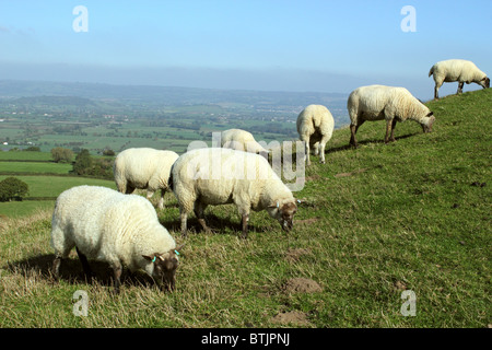 Les moutons ensemble dans une rangée donnant sur les niveaux de Somerset, England, UK Banque D'Images