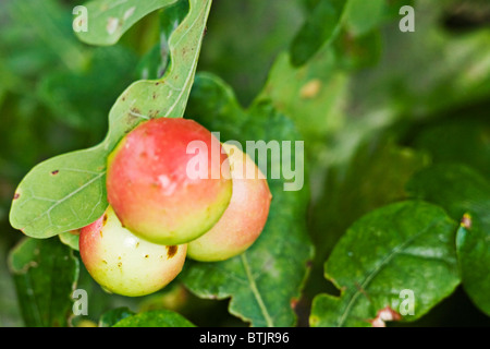 Le chêne commun d'apple un chêne Cynips quercusfolii (wasp gall) Banque D'Images