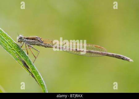 Demoiselle d'hiver commun (Sympecma fusca) Banque D'Images