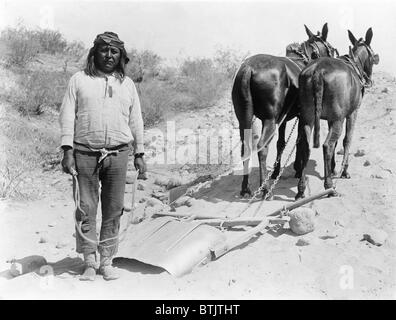 Arizona Salt River du projet portait sur la construction d'un système de canaux pour acheminer l'eau tout au long de la vallée de la rivière. Cushong, ou gras, Hen, un ouvrier sur la Salt River Project, avec deux mulets. Ca. 1909-1925. Banque D'Images