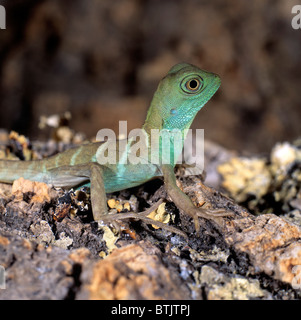 L'eau verte, Dragon de l'eau Asie Dragon (Physignathus cocincinus) sur l'écorce. Banque D'Images