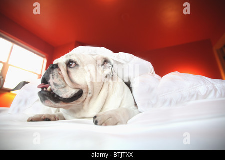 Heureux bull dog laying on bed sous couvre Banque D'Images