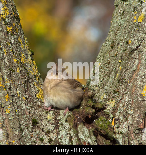 Un drôle à la femme Chaffinch assis Banque D'Images