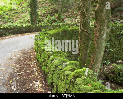 Pont couvert de mousse, Exmoor National Park, North Devon, England, UK Banque D'Images