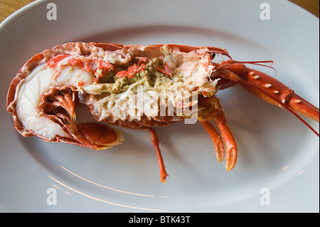 Freshly caught, cuits et prêts à manger du homard femelle à partir de la côte nord-ouest de la Suède, près de la ville de Grebbestad Banque D'Images