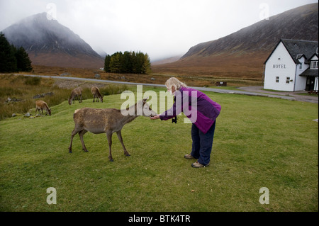 Parution modèle femme nourrit wild Red Deer dans le parc de l'Hôtel Kings House en haut de Glen Coe dans les hautes terres d'Arg Banque D'Images