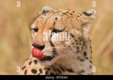 Le Guépard (Acinonyx jubatus) close-up avec du sang après avoir tuer ; le Masai Mara National Reserve, Kenya, Africa Banque D'Images