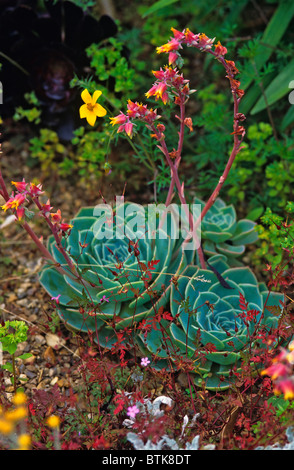 Echeveria secunda dans un jardin de gravier Banque D'Images