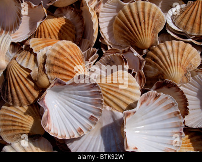 De coquilles, UK Banque D'Images