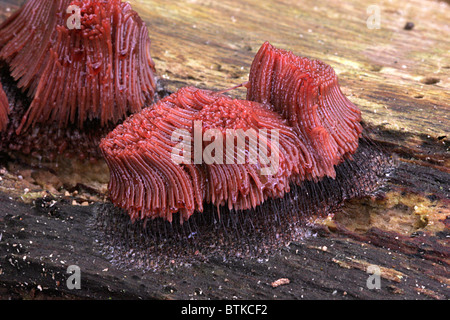 Myxomycète (Stemonitis fusca), les fruits immatures-corps sur un journal, au Royaume-Uni. Banque D'Images