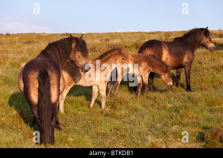 Un poney Exmoor famille jouissant de la lumière du soir sur Stoke Pero, Somerset commun Banque D'Images