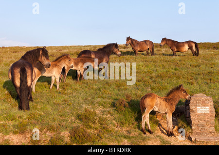 Poneys Exmoor profitant de la lumière du soir sur Stoke Pero, Somerset commun Banque D'Images