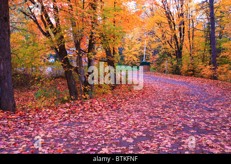 Feuillage d'automne dans une fin d'après-midi dans le parc provincial Algonquin, Canada Banque D'Images