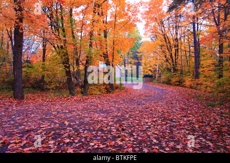 Feuillage d'automne dans une fin d'après-midi dans le parc provincial Algonquin, Canada Banque D'Images
