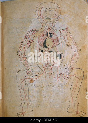 Le système veineux humain, l'anatomie de Mansur, rédigé par le chercheur et médecin persan, Mansur ibn Ilyas (ca. 1370-1423). La figure est tirée de face avec les organes internes indiqués dans l'aquarelle opaque. Copie remplie par Hasan ibn Ahmad, travaillant à Isfahan, en 1488. Banque D'Images