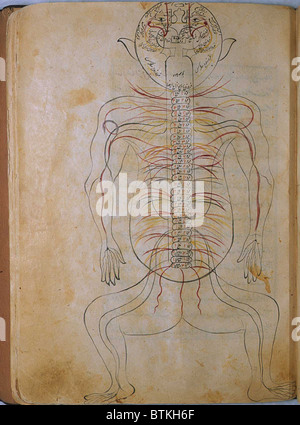 Le système nerveux humain, l'anatomie de Mansur, rédigé par le chercheur et médecin persan, Mansur ibn Ilyas (ca. 1370-1423). Le chiffre est tiré de l'arrière et les nerfs indiqué dans l'aquarelle opaque. Copie remplie par Hasan ibn Ahmad, travaillant à Isfahan, en 1488. Banque D'Images