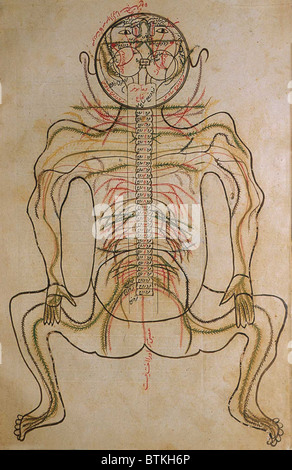 Le système nerveux, de MANSUR'S ANATOMY, rédigé par le chercheur et médecin persan, Mansur ibn Ilyas (ca. 1370-1423). L Banque D'Images