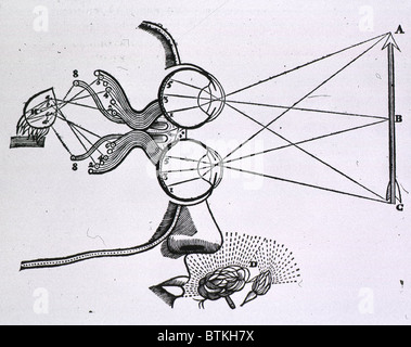 Partie de la tête avec les yeux représentés ci-dessus les uns les autres et s'est concentré sur une flèche ; étendre les lignes de contact des yeux au milieu et de points terminaux de la flèche ; Récepteur visuel partie du cerveau est indiquée, et le sens de l'odorat est indiqué par une fleur. Banque D'Images