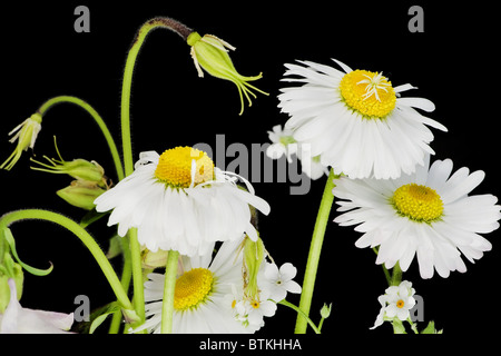 Marguerites sur la macro noir Banque D'Images