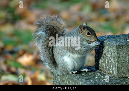 L'écureuil gris Sciurus carolinensis manger écrou sur pierre tombale Banque D'Images