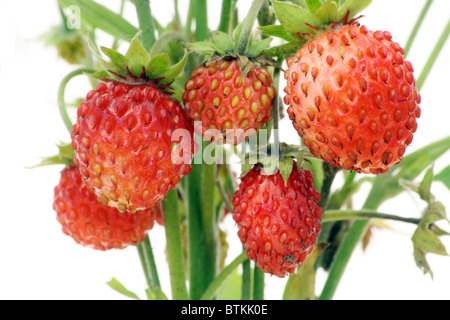 Petits fruits fraise des bois Banque D'Images