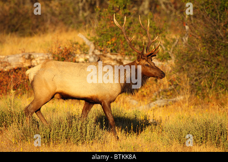 Un Tule Elk contre un arrière-plan de l'automne. Banque D'Images