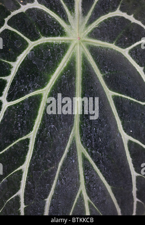 Un cristal simple (Anthurium crystallinum Anthurium) feuille en gros plan. Banque D'Images