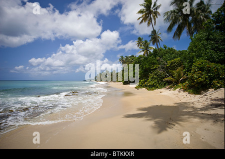 Surf, vagues et Sable sur plage déserte, isolée de Porto Rico Vieques Banque D'Images