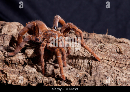 Le roi captif baboon tarantula Banque D'Images