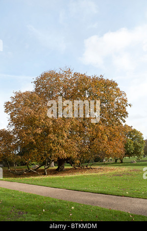 Arbre de châtaignier de cheval (Aesculus hippocastanum) en automne Banque D'Images