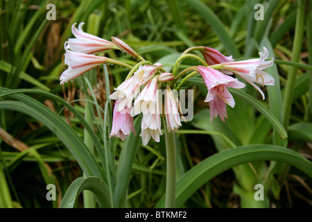 Regal Lily ou Royal Lily, Lilium regale, Liliaceae, une trompette fleur lily originaire d'ouest du Sichuan en Chine. Banque D'Images