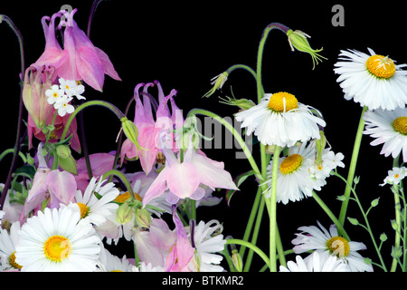 Marguerites sur la nuit Banque D'Images