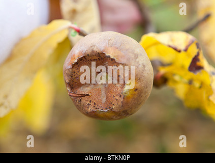 Arbre Medlar commun (Mespilus germanica) fruit en automne au Royaume-Uni Banque D'Images