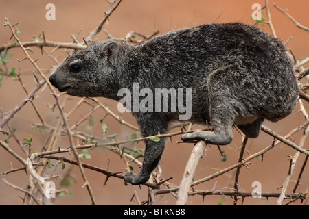 (Procavia capensis Rock Dassie) dans le Parc National d'Etosha, Namibie Banque D'Images