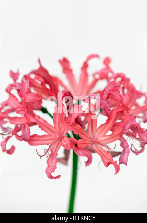 Portrait d'une seule fleur de Nerine sarniensis sur fond blanc Uni Banque D'Images