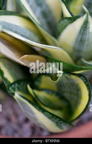 Sansevieria trifasciata Hahnii d'or, Banque D'Images