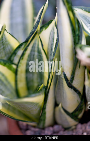 Sansevieria trifasciata Hahnii d'or, Banque D'Images