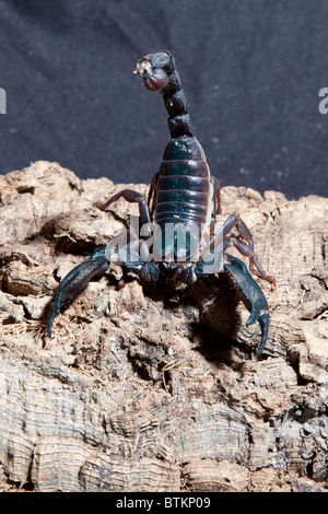 Scorpion empereur captif Banque D'Images