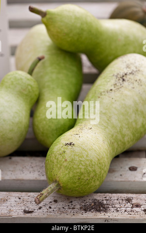 Cerneaux courge Butternut (Cucurbita moschata) Banque D'Images