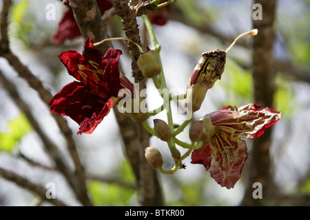 Les fleurs de l'arbre Kigelia africana, saucisse, Bignoniaceae, Afrique du Sud Banque D'Images