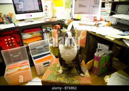 Boston terrier assis au bureau malpropre Banque D'Images