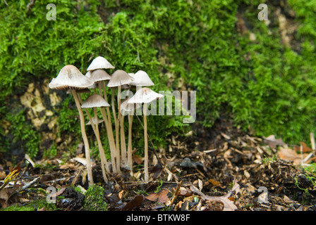 Champignons de capot. Mycena flavoalba Wimbledon Common une forêt de banlieue londonienne. Wimbledon, Londres, Angleterre 4 novembre 2010. ANNÉES 2010 ROYAUME-UNI HOMER SYKES Banque D'Images