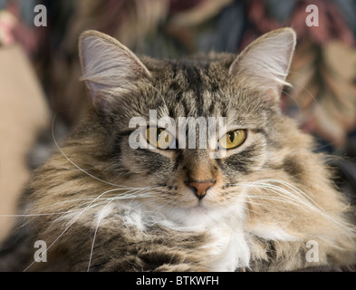 Portrait de chat, animal, chat, yeux, gros plan, tabby, chat des forêts norvégiennes, fluffy, le Furry Banque D'Images