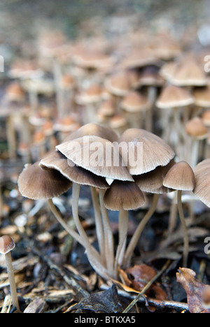 Champignons de capot. Mycena flavoalba Wimbledon Common une forêt de banlieue londonienne. Wimbledon, Londres, Angleterre 4 novembre 2010 2010S UK HOMER SYKES Banque D'Images