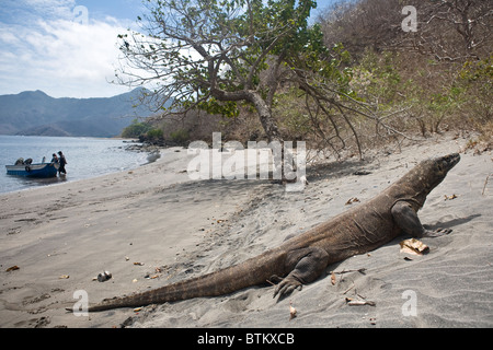 Un dragon de Komodo, Varanus komodoensis, saunters le long d'une plage à la recherche d'un éventuel repas sur l'île de Rinca. Banque D'Images