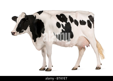 La vache Holstein, 5 ans, in front of white background Banque D'Images