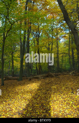 Plancher d'automne un tapis jaune de feuilles dans la forêt. Wimbledon banlieue commune Londres Royaume-Uni 2010 HOMER SYKES Banque D'Images