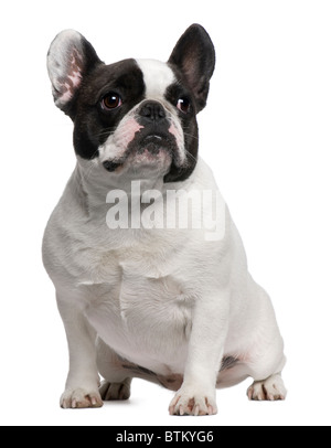Bouledogue français, 3 ans, in front of white background Banque D'Images
