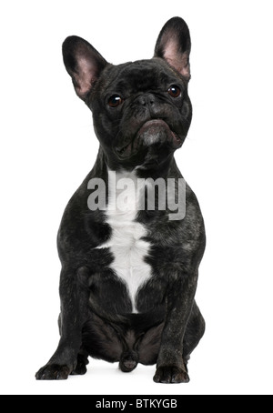 Bouledogue français, âgé de 12 mois, in front of white background Banque D'Images