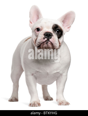 Bouledogue français, âgé de 12 mois, in front of white background Banque D'Images